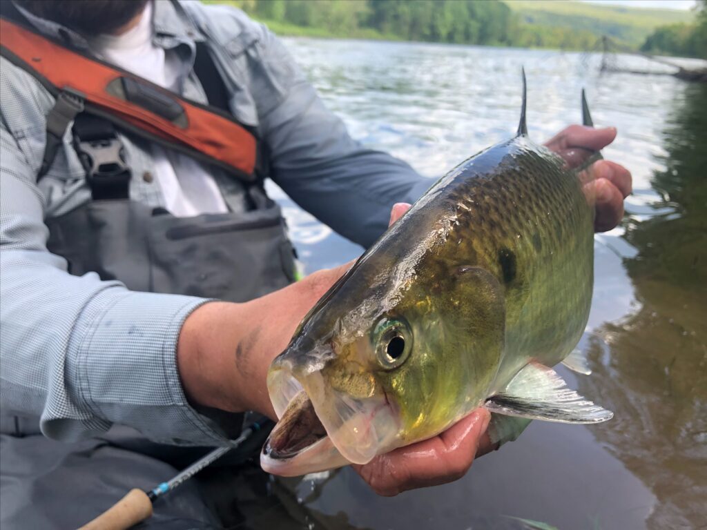 Reece's Stepchild Stone - Fly Fishing, Gink and Gasoline